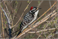 nutalls woodpecker